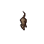 rat